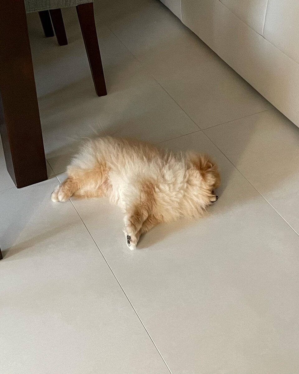 Обеденный сон 😴 