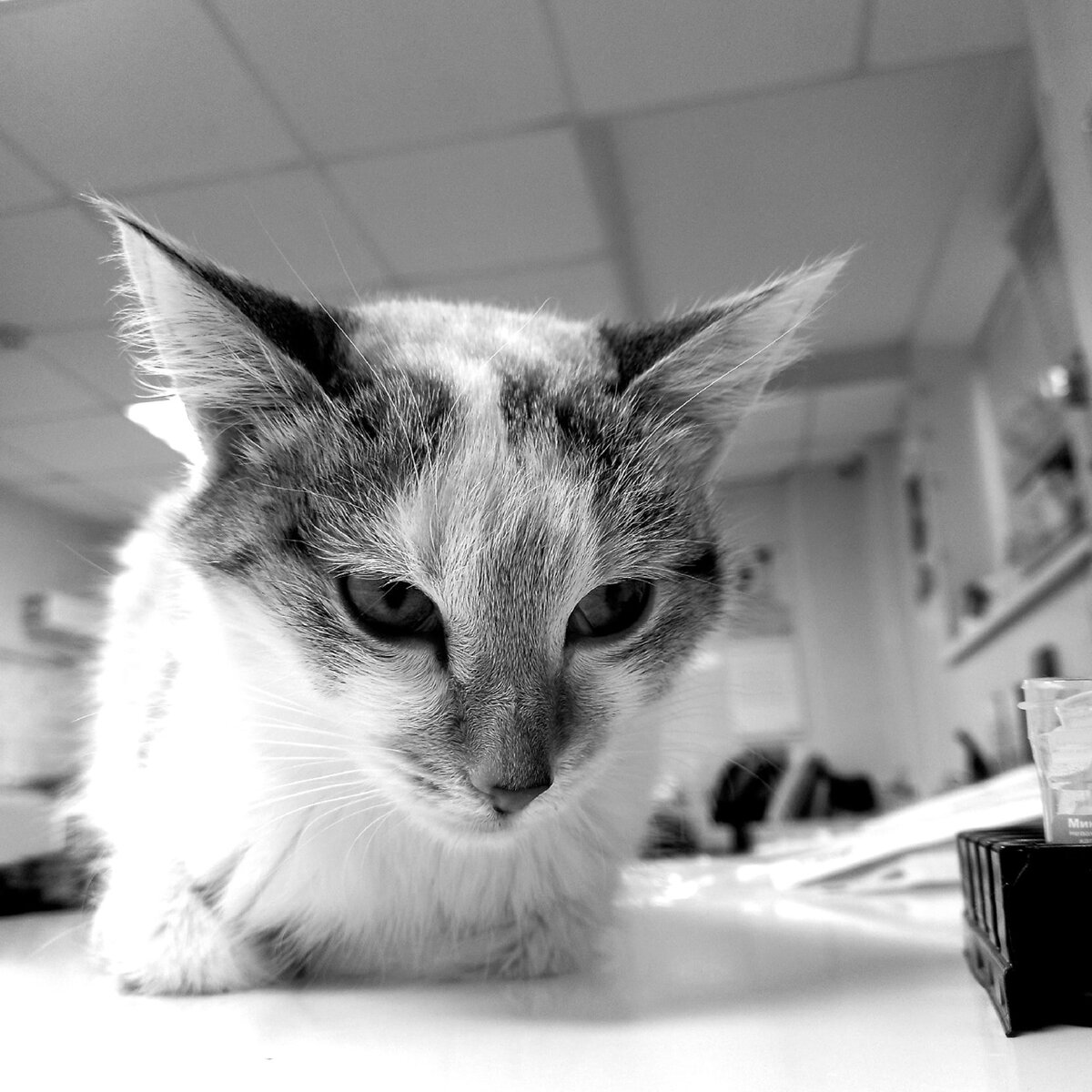 Юта, ласковая, маленькая мурлыка, мы сделали, всё, что смогли, но время было упущено