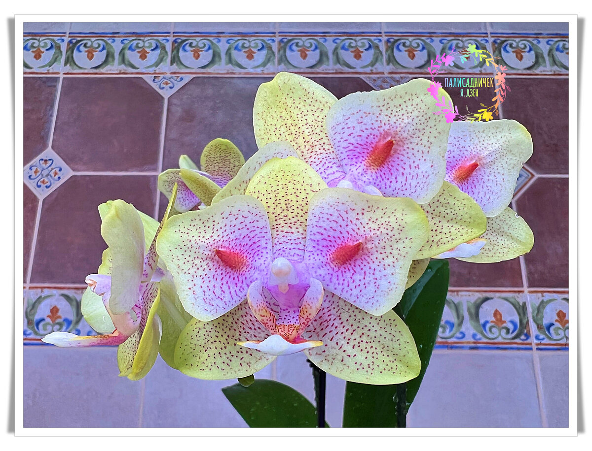 Первое домашнее цветение phal.Green Batman. 13/02/20 - YouTube