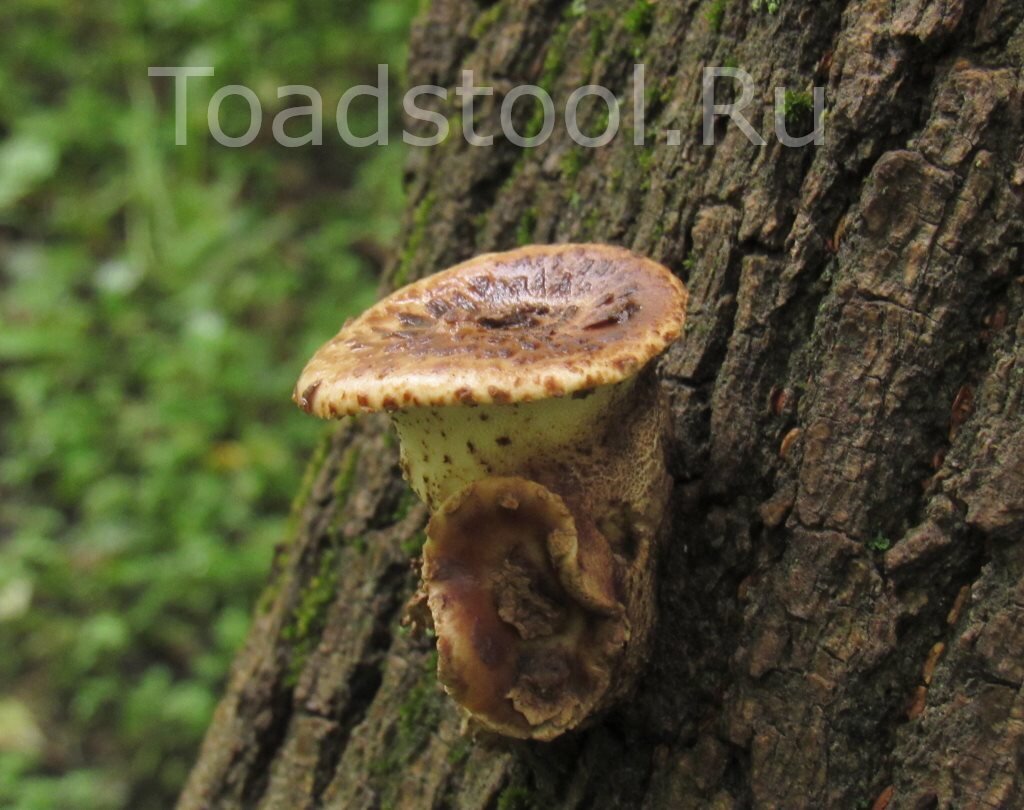 А из этого? Жду версий в комментариях (фото И.Лебединского)