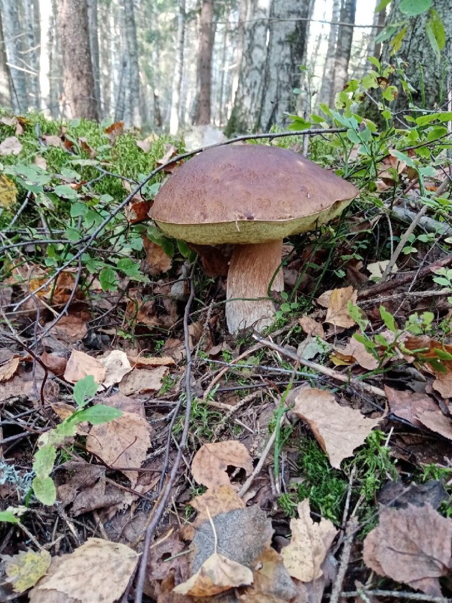 Боровик
