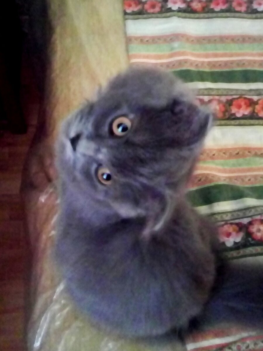 Вислоухий длинношерстый скоттиш-фолд Катя. Подпольная кличка Бабайка. Головой может крутить почти на 180 градусов))