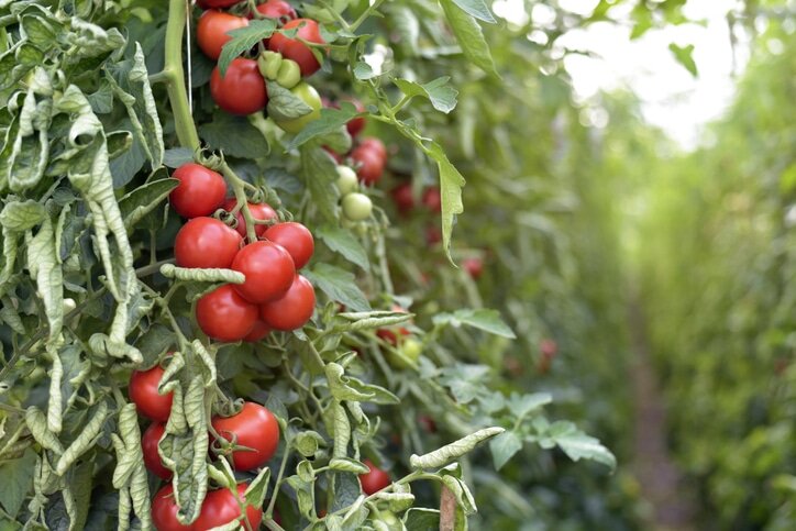    Новый сорт томатов спасет миллионы людей от рахита / © foodnavigator-latam.com