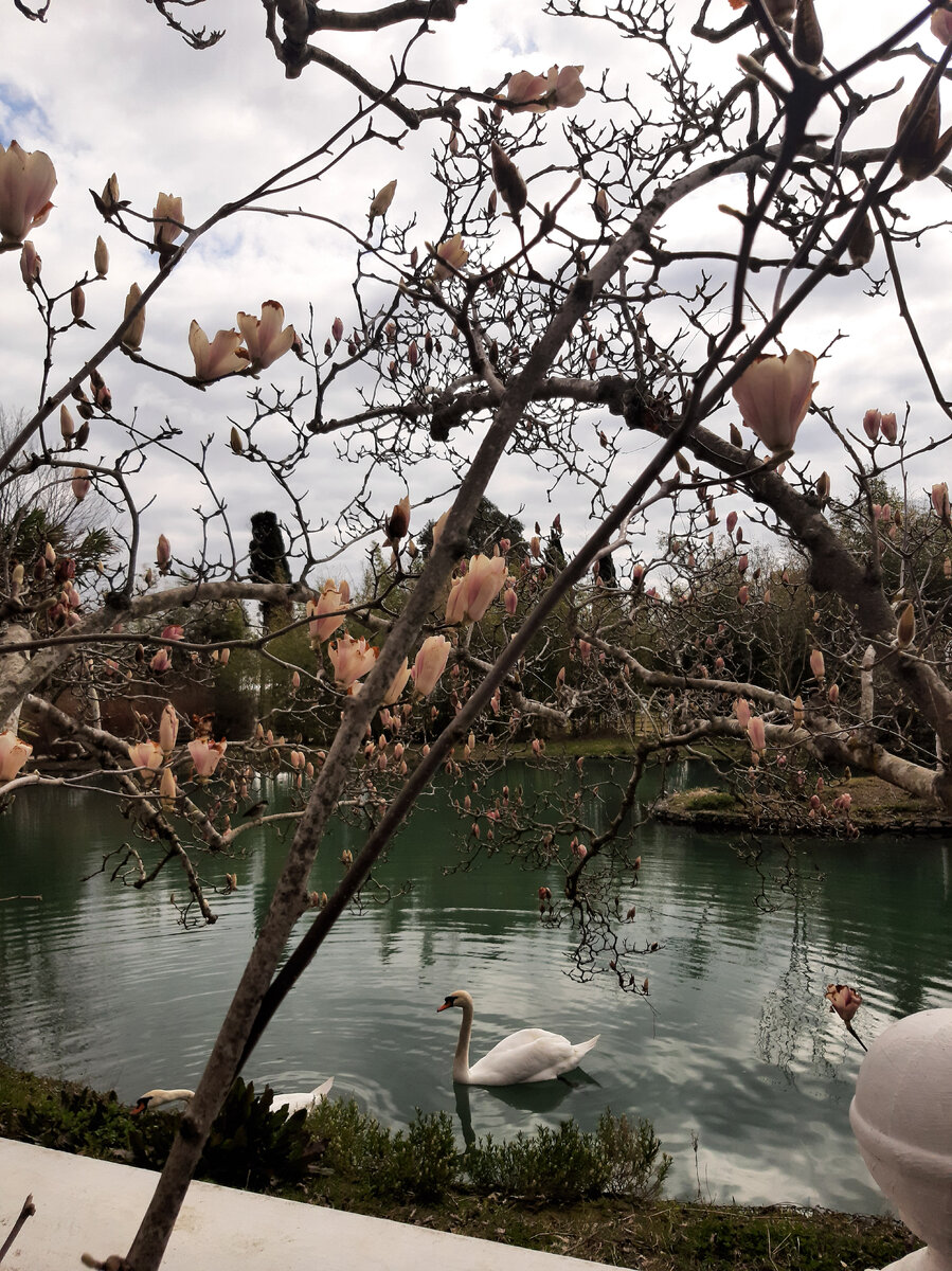 Цветение магнолии возле пруда с лебедями в нижней части парка. 