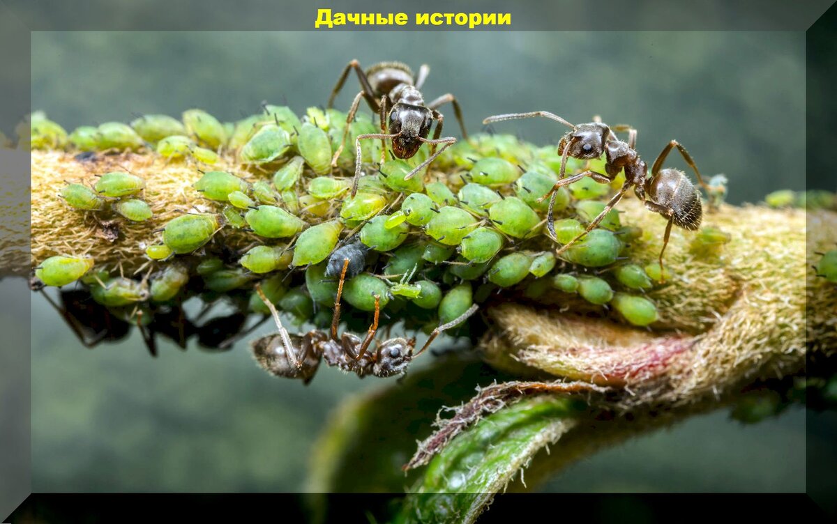 https://vk.com/photo-159774511_457253891