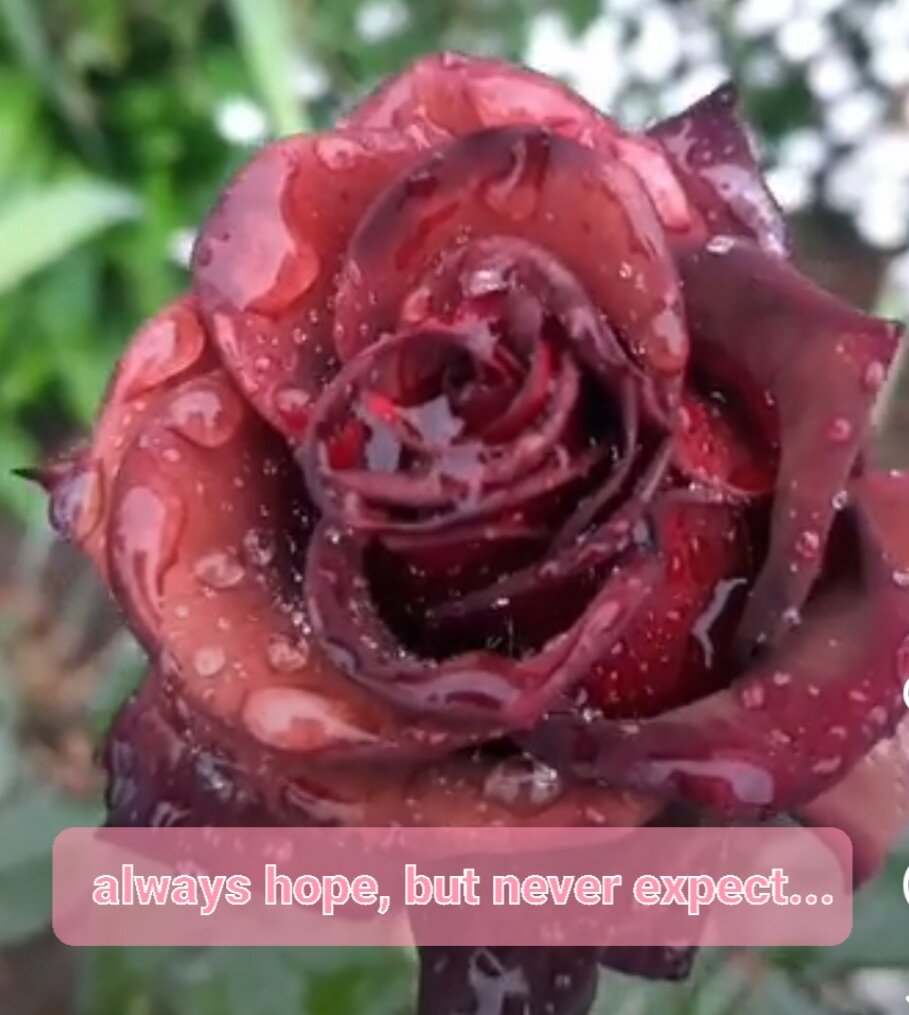 Притчи о розах

В одной теплой и солнечной стране жил человек, у дома которого росли только верблюжьи колючки. Чтобы разнообразить пейзаж, человек посадил среди них куст роз. Он терпеливо и бережно ухаживал за ним. Создал все условия, чтобы растению было хорошо. Куст рос и креп.
Со временем розовый куст стал пышным и зеленым, но на нем никак не появлялись цветы. Прошло уже много времени и человек был удивлен, почему же цветение не происходит.

Он спрашивал у куста:
-Где же твои цветы?

А растение недоумевало. Его взору представало изобилие верблюжьих колючек, и ему не хотелось выделяться.

На своем цветочном языке они говорили розовому кусту:
-Ты такой же, как мы! У нас есть только шипы. И у тебя есть шипы. Мы такими и останемся. Что за глупости? Какие ещё цветы? Мы и так прекрасны.
Розовый куст слушал их и соглашался. Ведь они должны быть правы. Нельзя идти против своей природы. Он такой же как они. А они знают свою природу. Если никаких цветов не бывает, то нечего и думать о них.

Однако человек не собирался сдаваться. Он заказал ещё один розовый куст из заморской страны, и высадил его недалеко от первого.

Все кусты колючек радостно приветствовали нового знакомого, думая, что он один из них. Однако заморский куст не понимал их речи. Ведь в заморской стране говорили на другом языке. Он лишь вежливо покачивался и преспокойно себе рос.

Шло время, менялись сезоны. Прошла весна, и наступила лето. В один погожий денек, розовый куст, привезенный издалека, расцвел прекрасными яркими цветами.

Тот куст, что считал себя колючкой, был очень удивлен. Он не ожидал, что кто-то, похожий на него, может иметь столь восхитительные цветы. Ведь ему казалось, что все вокруг должны быть верблюжьими колючками. Красота увиденного глубоко поразила его. Спустя какое-то время на первом кусте показались маленькие бутоны цветов. И вот наконец он зацвел, да так, что любо было посмотреть.

Хозяин сада был счастлив.

А розовый куст понял, как глуп был всё это время.

Иногда полезно быть глухим к словам окружающих. Важно не позволять мнению толпы заглушать ваш внутренний голос. У них нет права решать за вас, кто вы, и что вам нужно.

Имейте мужество отстаивать свою непохожесть на других, и внимайте своему внутреннему голосу. У каждого свой путь. Колючки должны оставаться колючками, а розы - розами.

Будьте собой, и живите так, как вам подсказывает ваша природа!