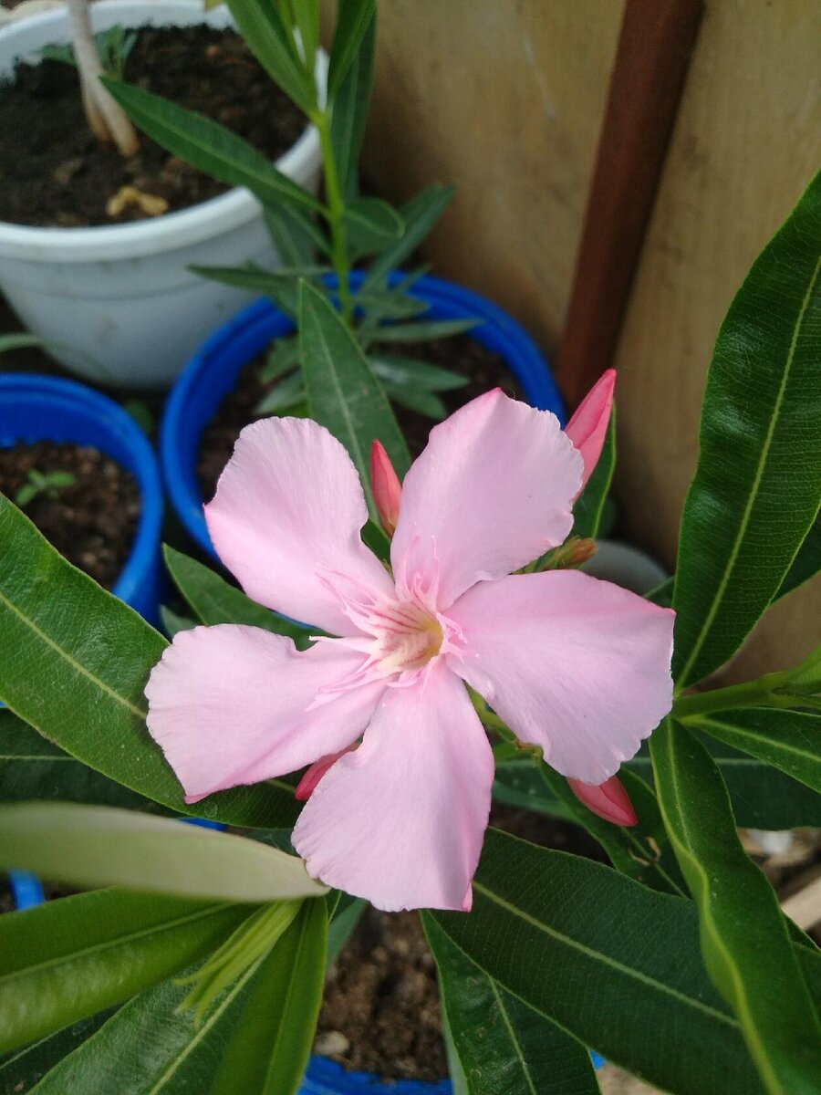 Олеандр обыкновенный — благоухающий кустарник для вашего сада