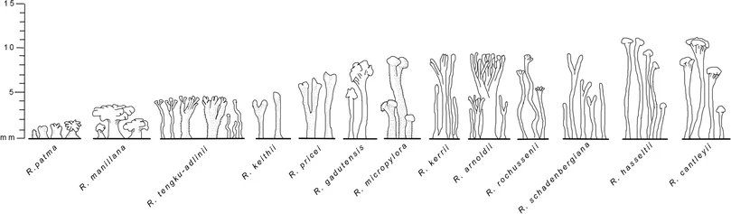   ,  ,    . Meijer W (1997) Rafflesiaceae. Flora Males 1:142