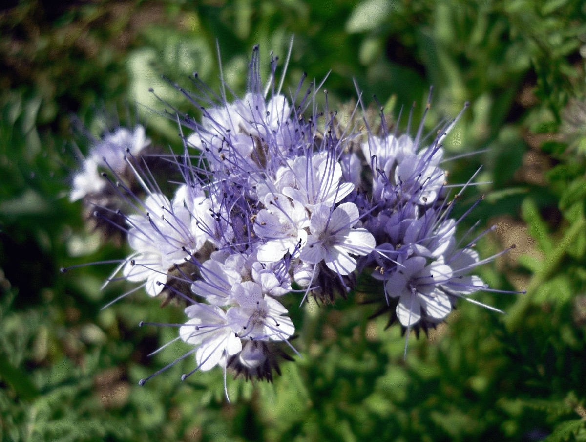 фацелия. Просто красиво но речь не о ней