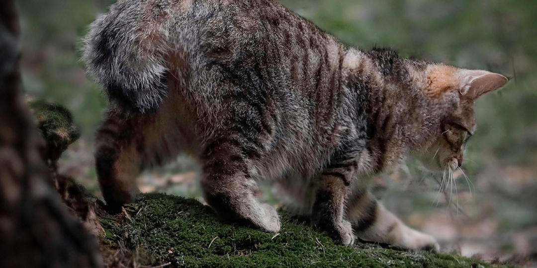 Ноги, крылья... Главное — хвост!