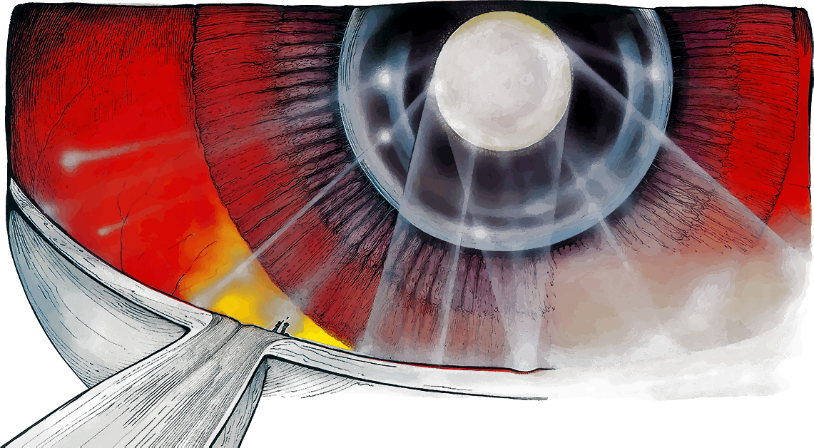 Глаз изнутри, иллюстрация из книги «Тайны анатомии» Керол Доннер. Автор – не только популяризатор медицинских наук, но и блестящий художник, что доказывают ее потрясающие детализированные картинки. Источник: https://libmir.com/