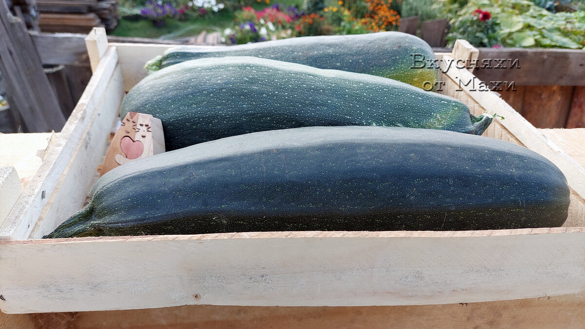 Кабачки в коробочке готовятся на зимовку