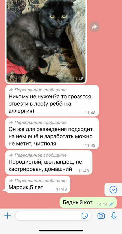 Переписка о котике