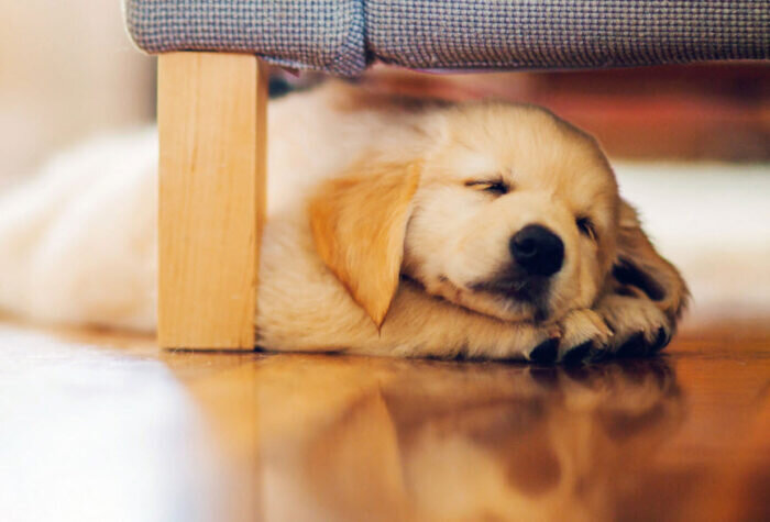 Как ухаживать за щенком