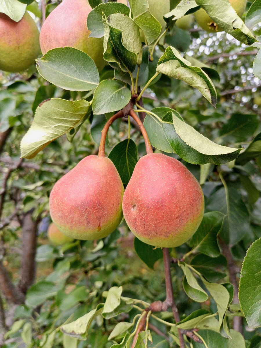Теперь такие груши в моем саду. 