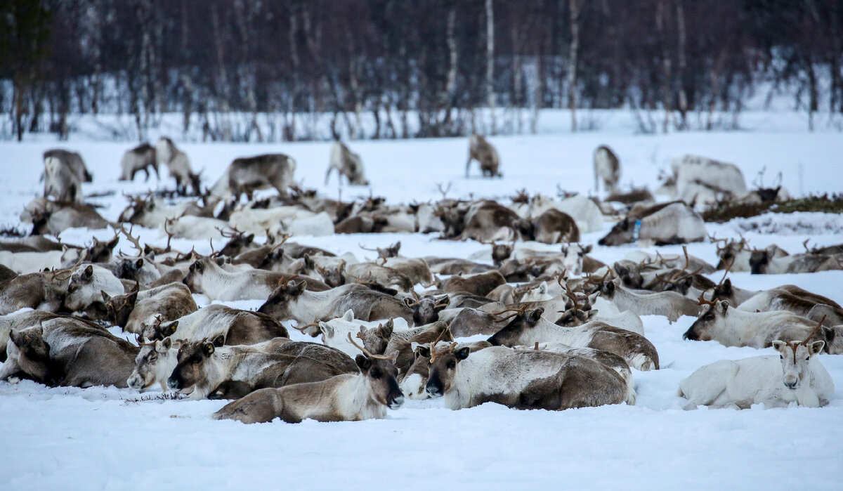 Фото: Владимир Астапкович, Павел Львов © РИА Новости