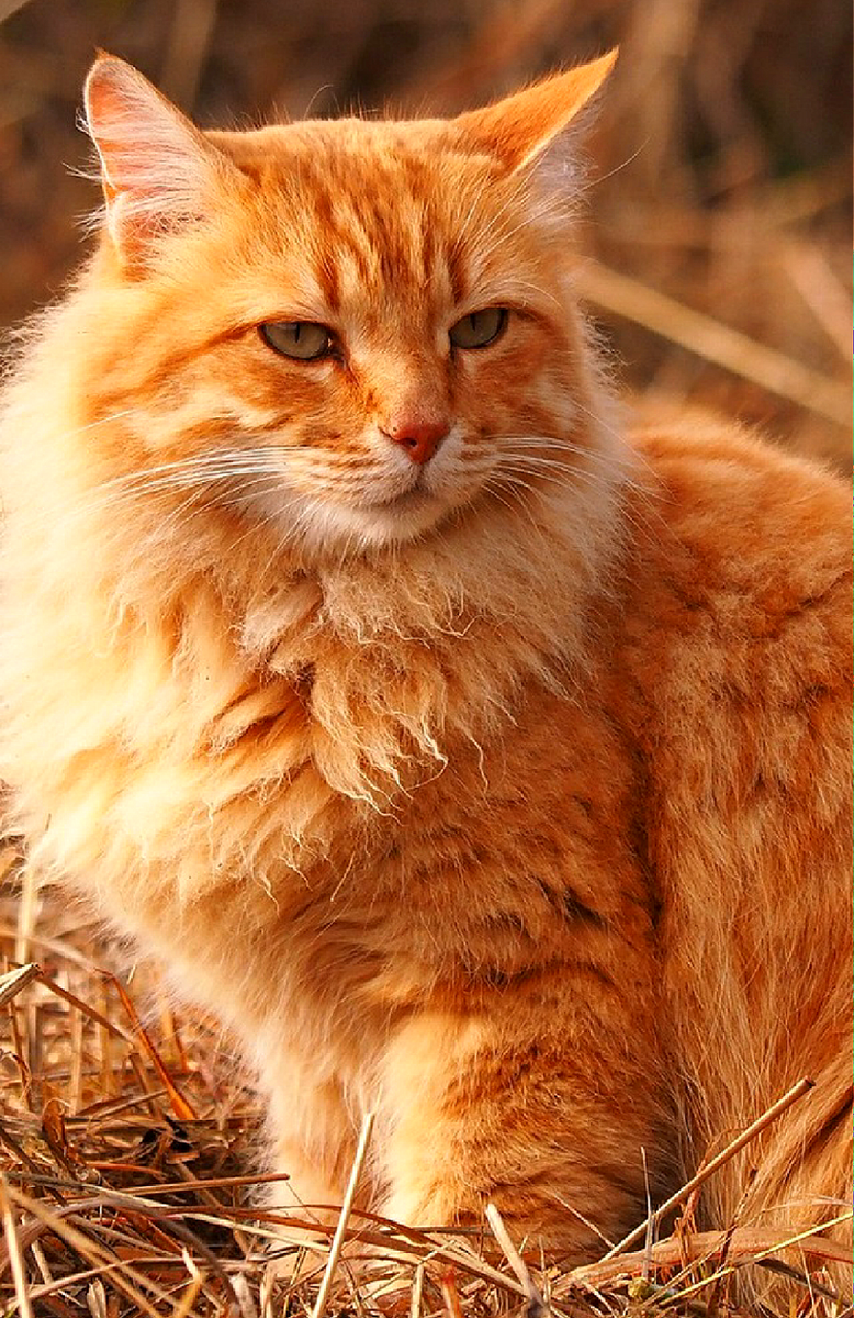 Фото с просторов интернета 