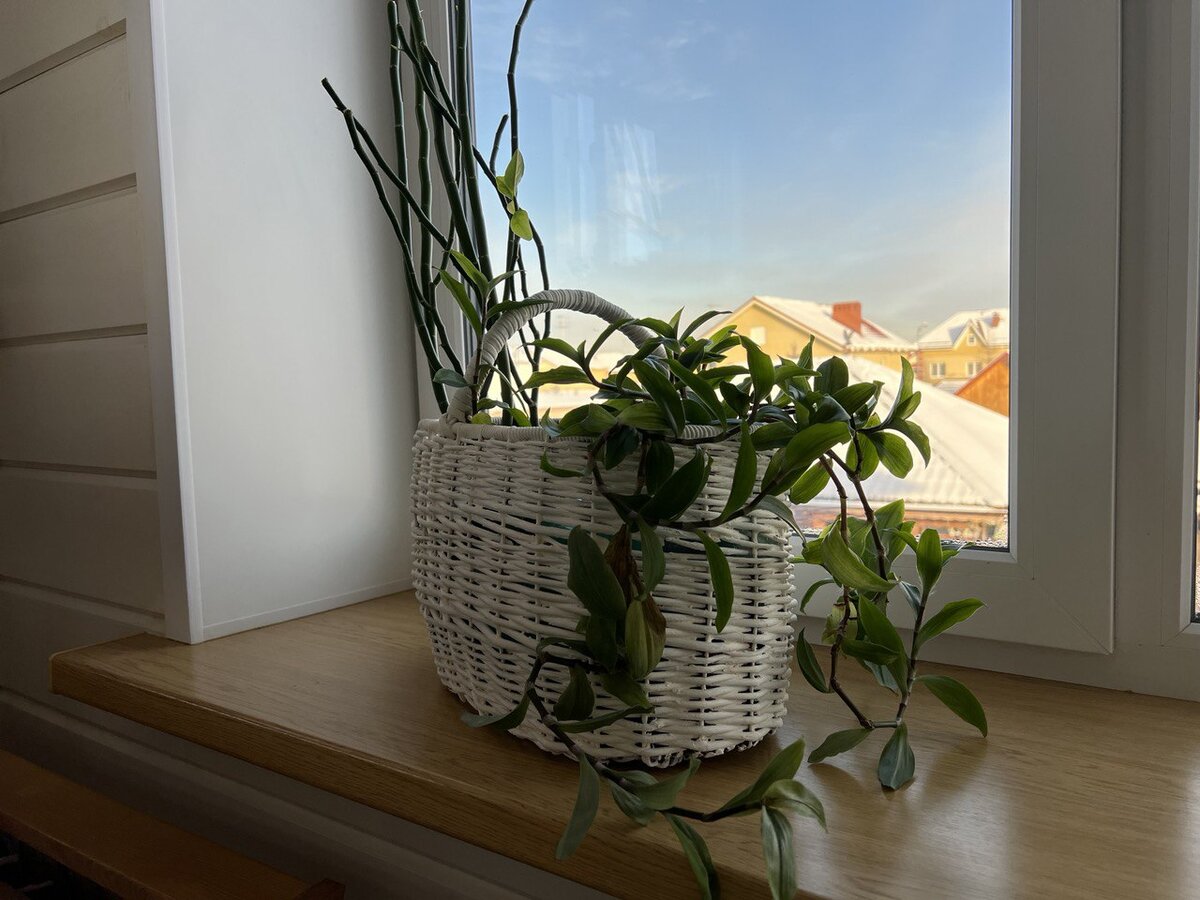 Композиция из комнатных цветов