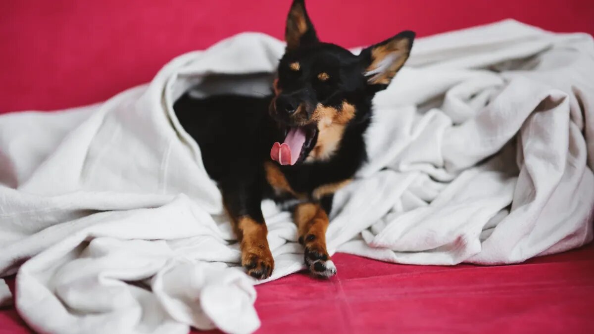 К чему снится кровь. Фото: www.piqsels.com