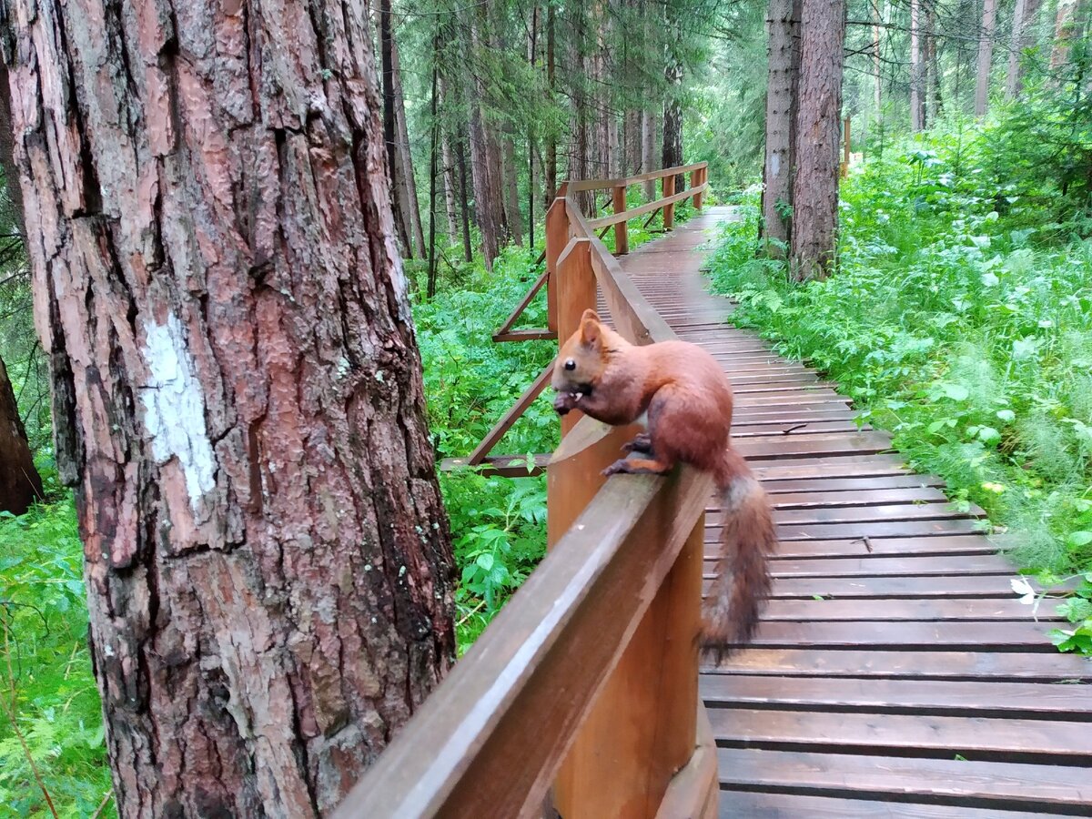Бурундука видите? А он есть, листайте галерею)