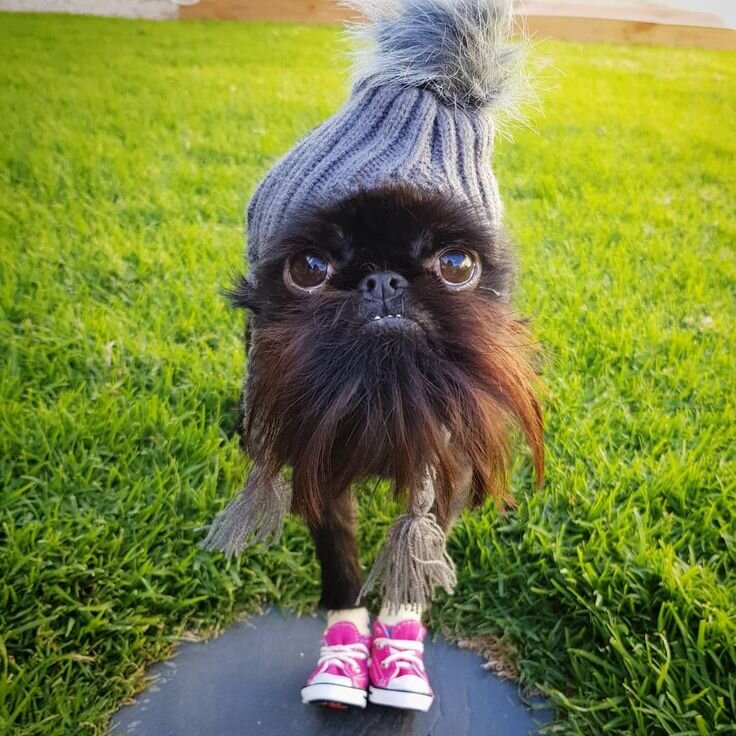 Фото с официальной странички Сквида:  https://www.instagram.com/squidthegriff/