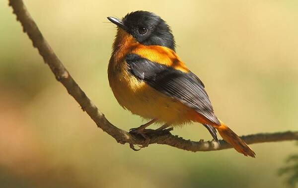 Птенец Хохлатого питохуя