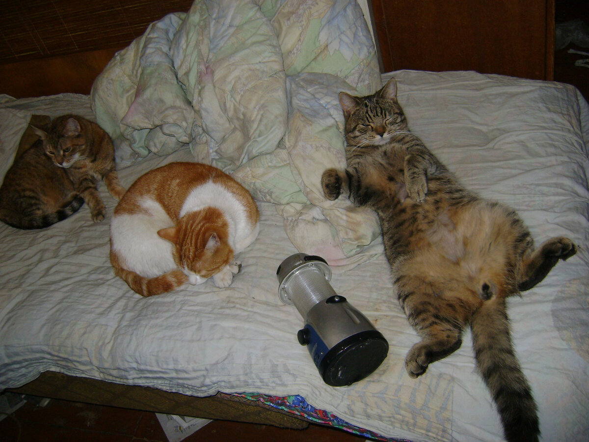 Саня уже и не представляет себе жизни в другом доме! Ему и тут неплохо!