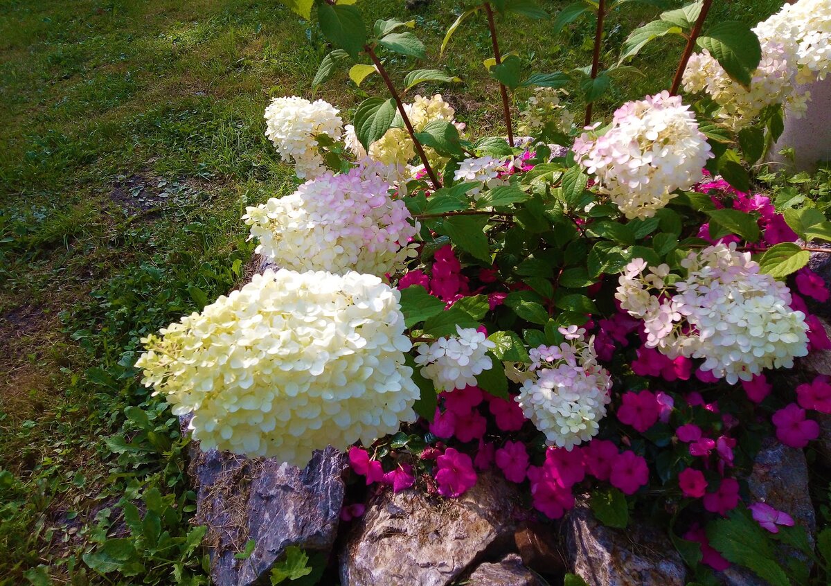 Гортензия метельчатая+бальзамин Уоллера. Фото автора.