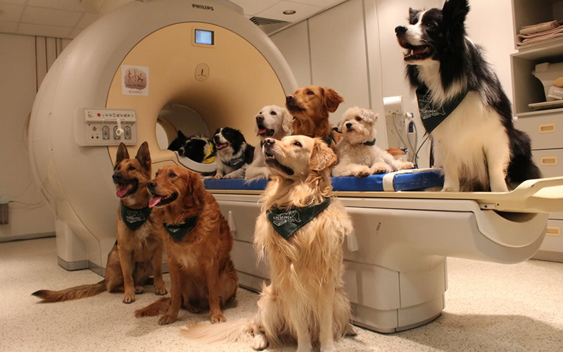 Сканирование на МРТ открывает новые горизонты в исследованиях. Фото Eniko Kubinyi