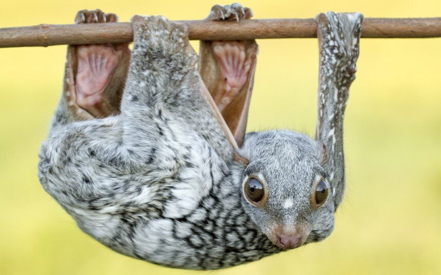 http://saveourgreen.org/allpost/wp-content/uploads/2016/06/Sunda-flying-lemur-hangs-from-a-tree.jpg