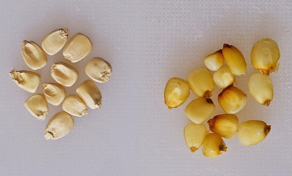 Сухая кукуруза (слева) и никтамализированная (справа)