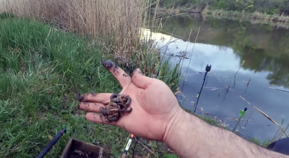 Лучшая насадка на сома