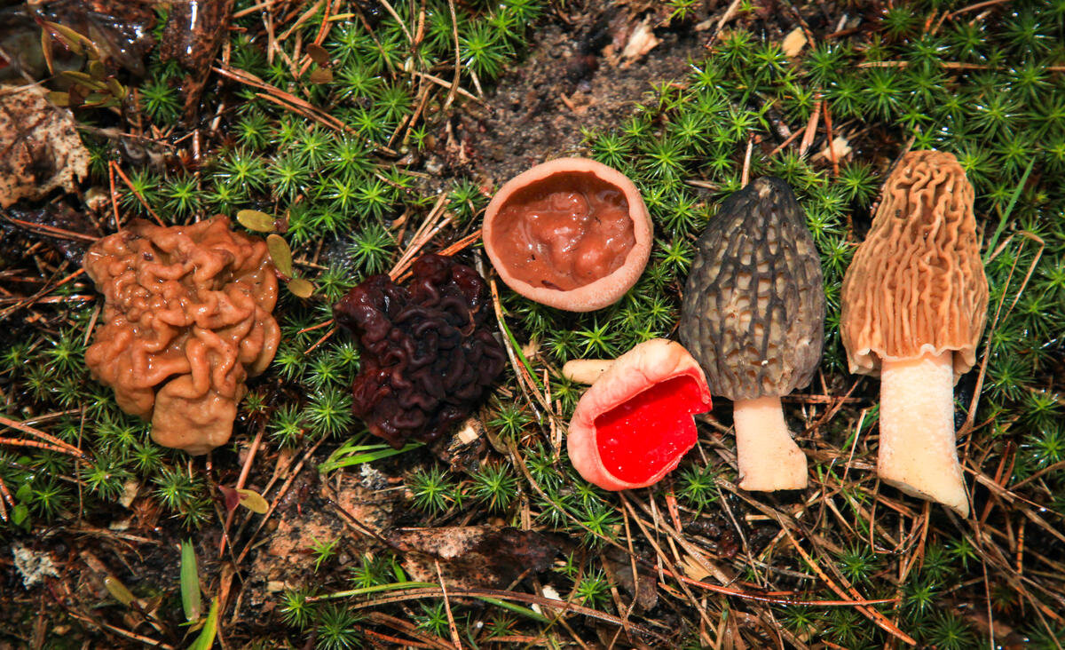 Уникальный кадр: все собирабельные весенние грибы сразу! Это, конечно, восток Подмосковья (фото пользователя Kashtan)