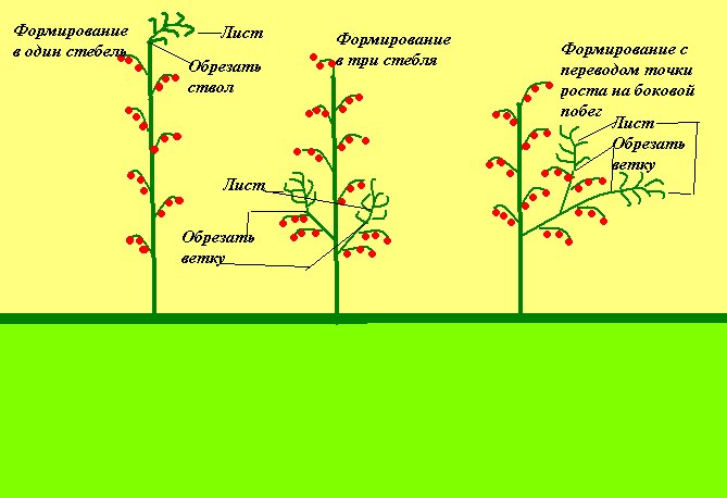 Методы моделирования для контроля размера и формы куста