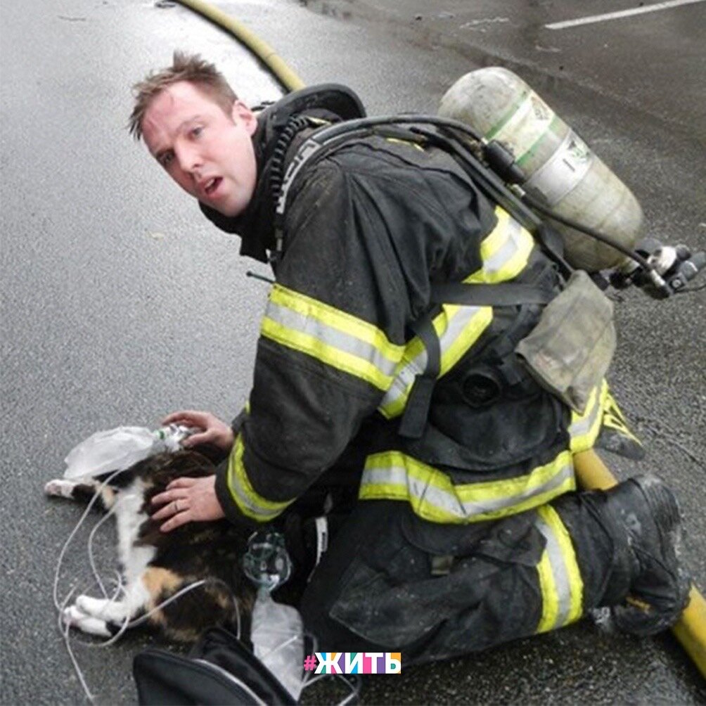 Пожарные спасают животных. Смелый пожарный. Пожарный спасает. Пожарник. Кислородная маска пожарного.