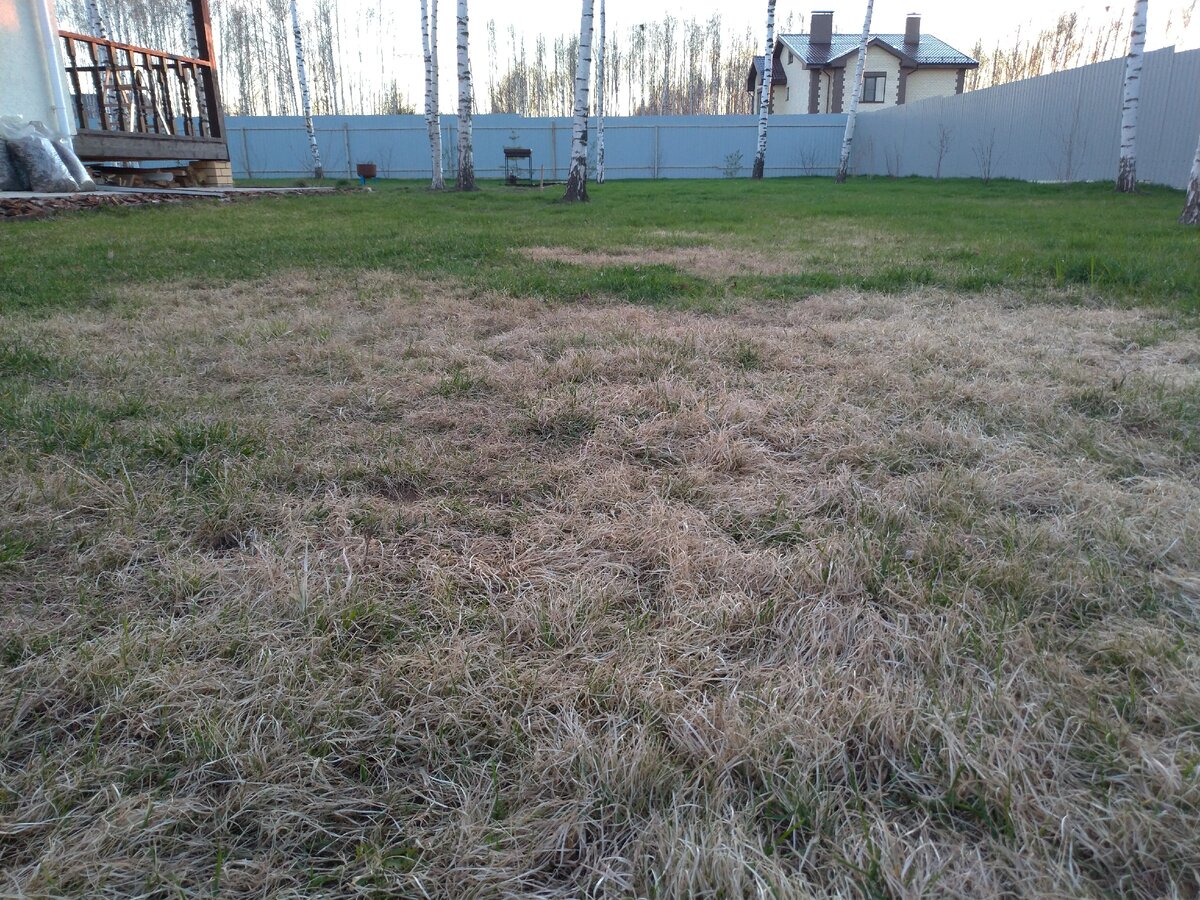 Часть газона засохло.