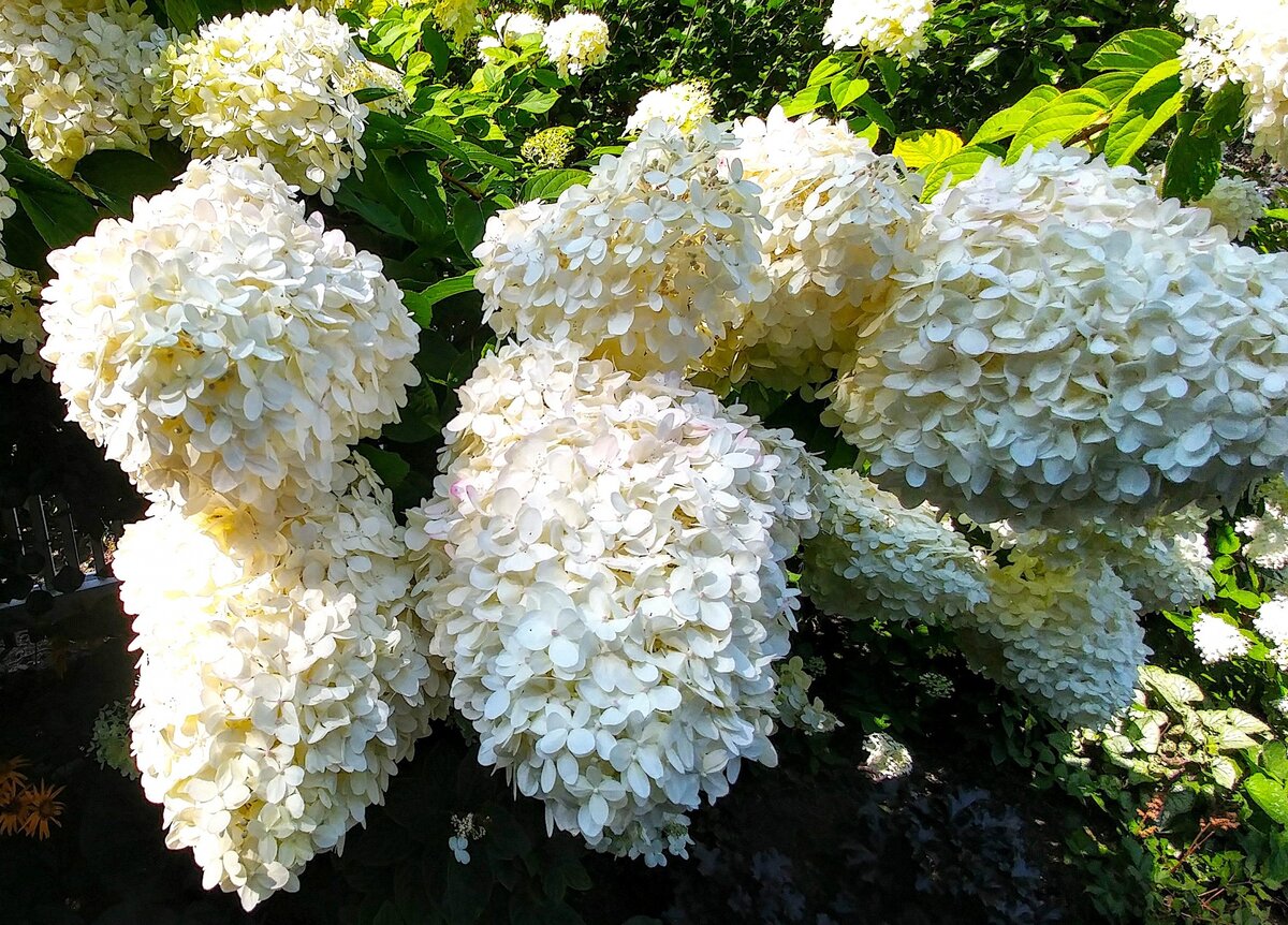 Late summer flowering hydrangeas Late summer flowers, Smooth hydrangea, Hydrange