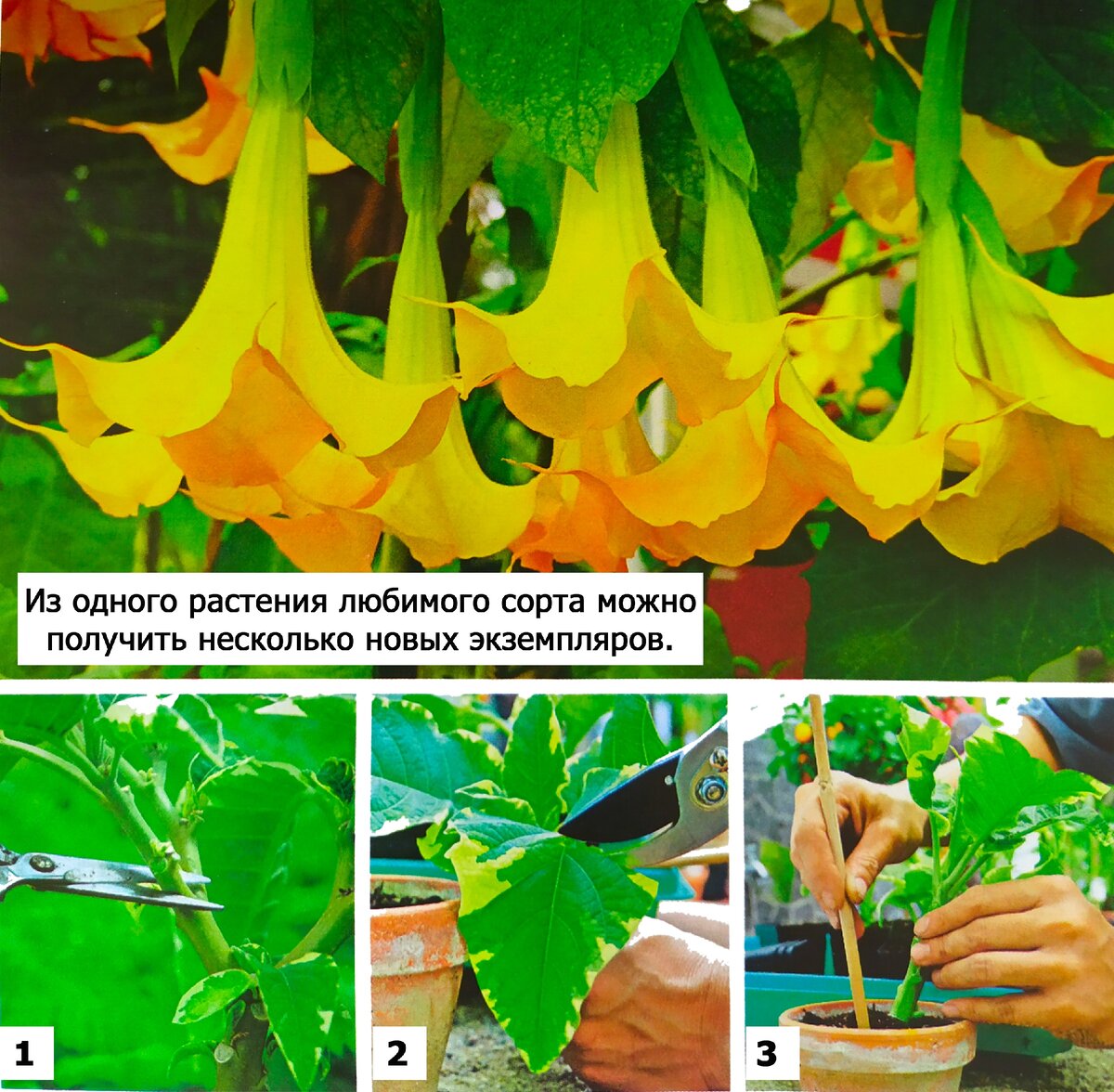 Простой способ размножения бругмансии 