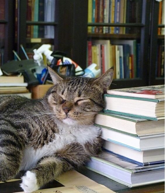 Кошкам не обязательно читать книги, чтобы быть умными