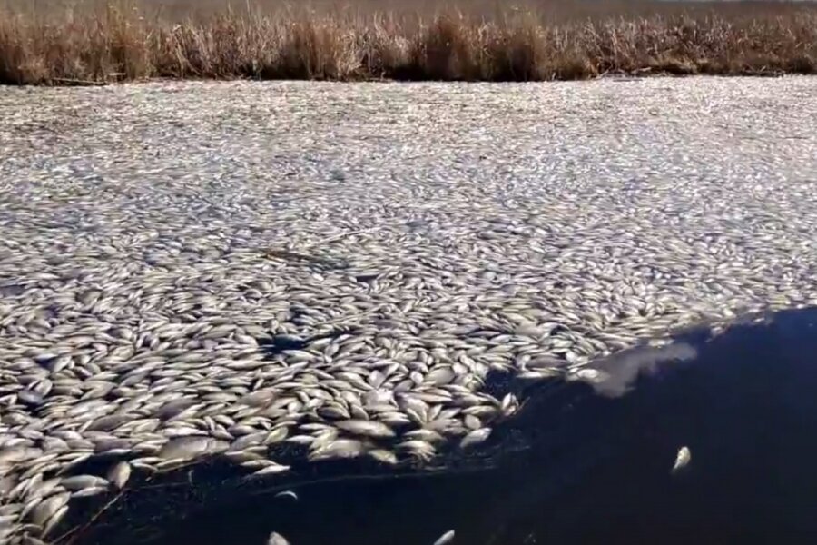 гиблые болота властелин колец. замор рыбы на битюге 2024. засуха в турции. загрязнение воды рыбы. мор рыбы.