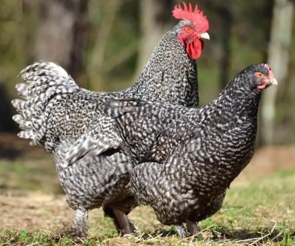 Фотография взята из источника  муп-апу.рф