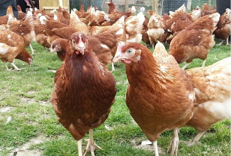 Всем привет !  Куры породы Хайсекс самые популярные в домашнем хозяйстве . Продуктивность этих кур достаточно высока . Одна курица может снести до трёхсот яиц в год .