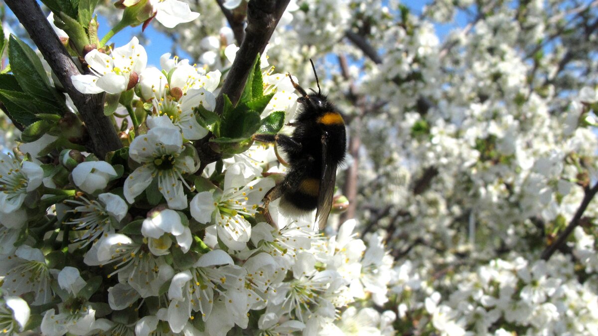 Мохнатый шмель на вишнёвый хмель...