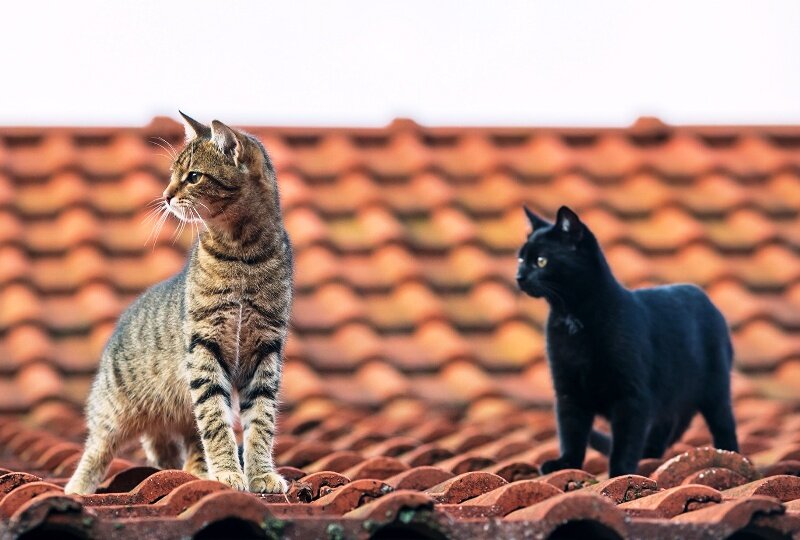 Юные и независимые. Фото 1zoom.ru