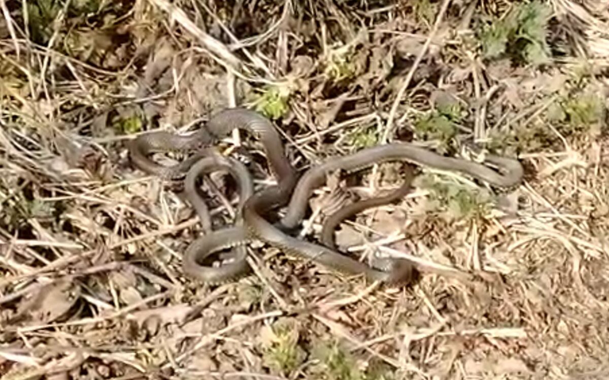 Фото: Мосприрода