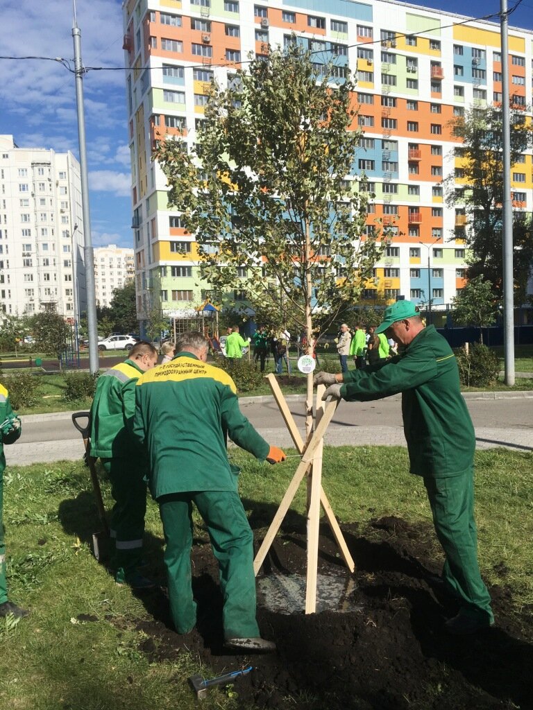 Озеленение Москвы: «Миллион деревьев» и не только | С любовью о Москве |  Дзен