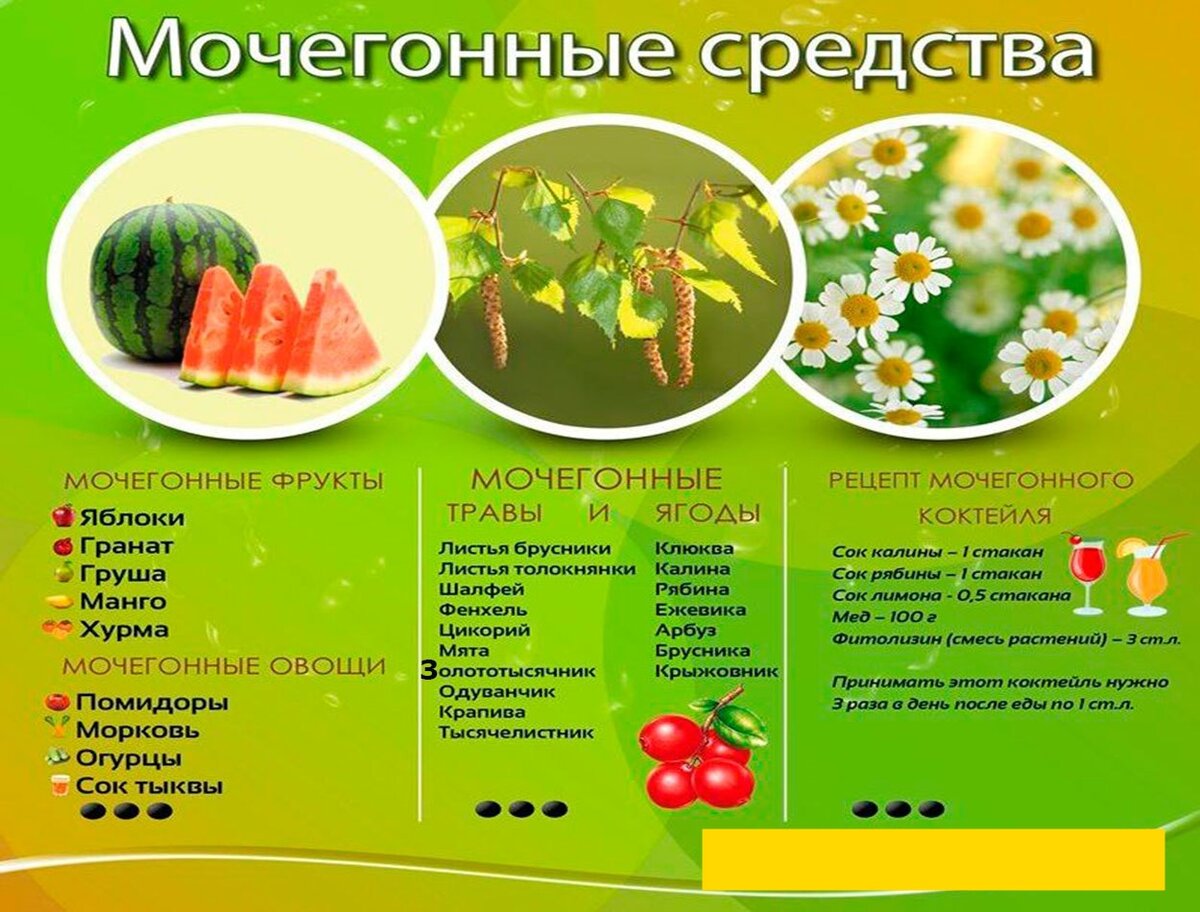 Какие продукты можно отнести к мочегонным средствам | Советы и факты о еде  | Дзен