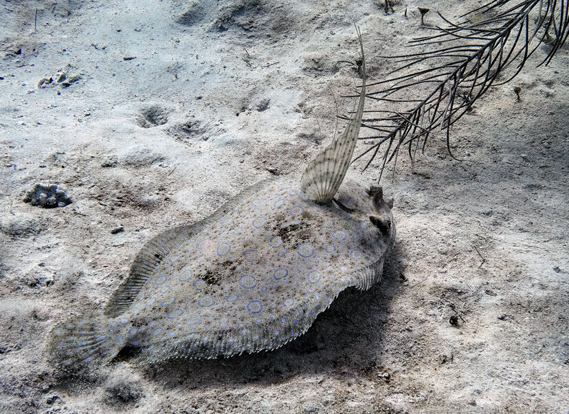 Peacock flounder во всей красе