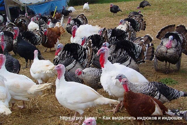 Домашний бизнес: разведение индюков в домашних условиях для начинающих