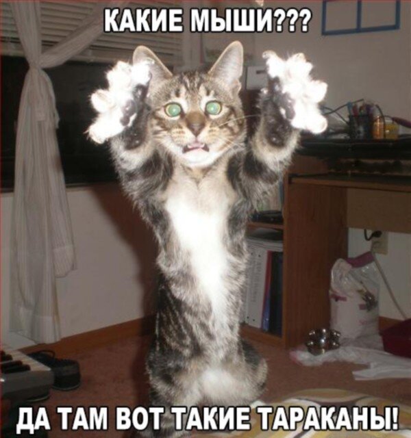 Фото взято из открытого источника